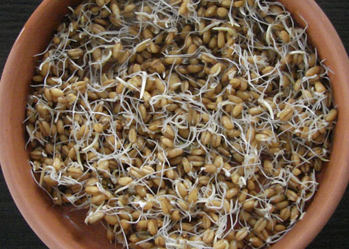 Пророщенные зерна пшеницы для браги