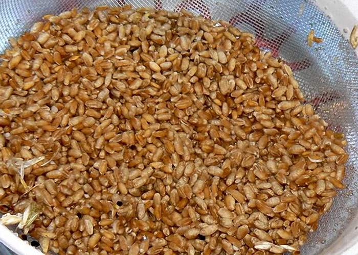 Пшеницу перебрать и промыть в проточной воде