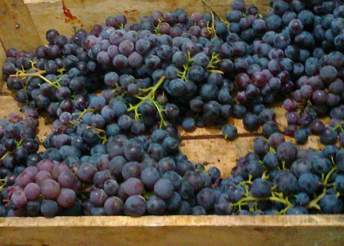Немытый виноград для чачи