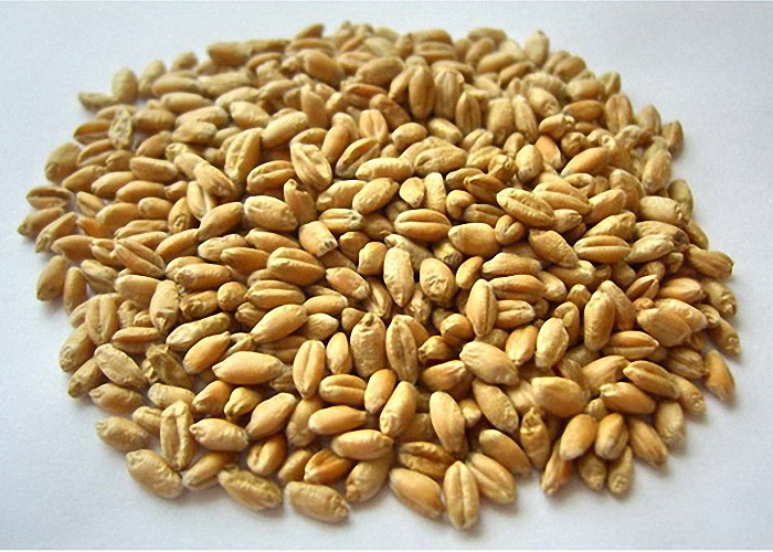 Зерна пшеницы следует хорошо перебрать