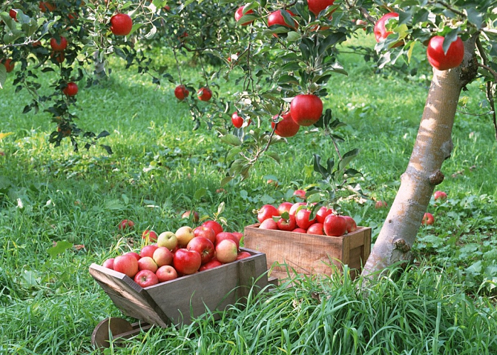 Яблоки для приготовления сидра