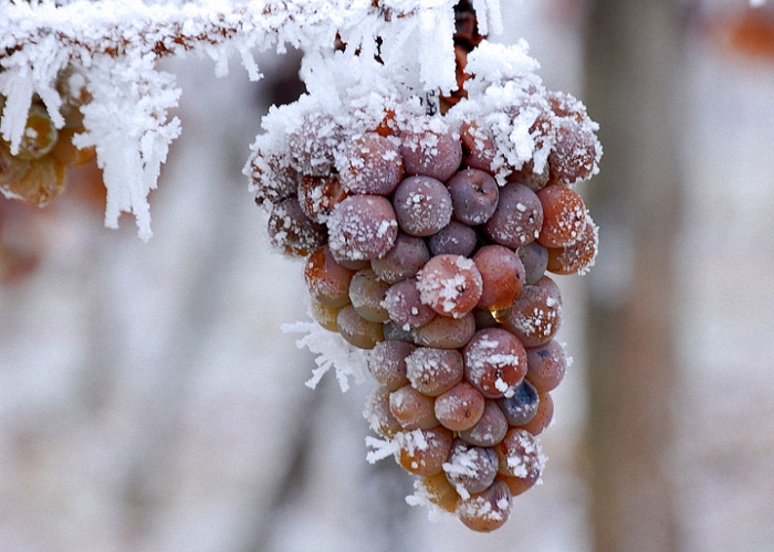 Промороженный виноград будет лучше бродить