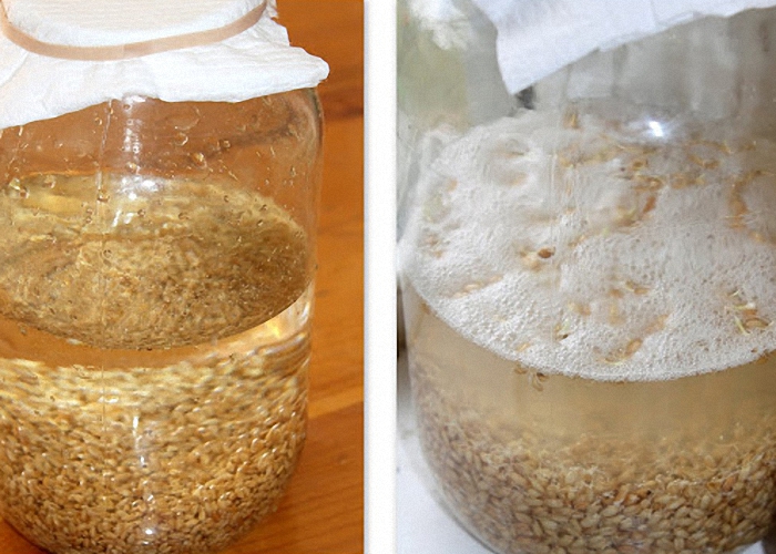 Сусло с пшеницей перемешать и закрыть крышкой или резиновой перчаткой